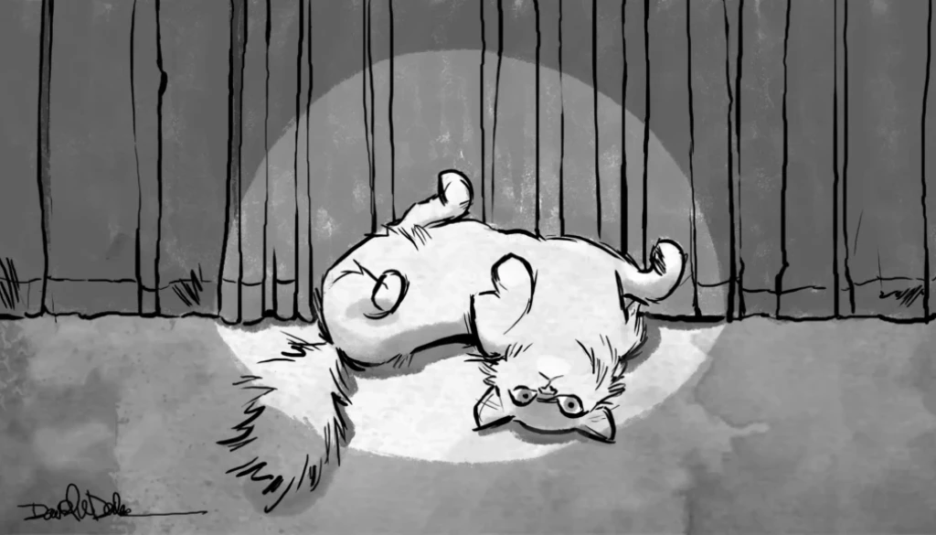 Cat sitting under a bright spotlight surrounded by cameras representing storytelling and attention on social media