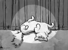 Cat sitting under a bright spotlight surrounded by cameras representing storytelling and attention on social media