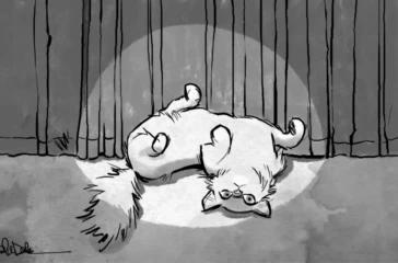 Cat sitting under a bright spotlight surrounded by cameras representing storytelling and attention on social media